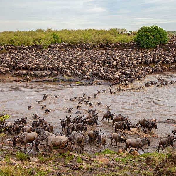 The Annual Migration Calendar: Following the Herds Month by Month