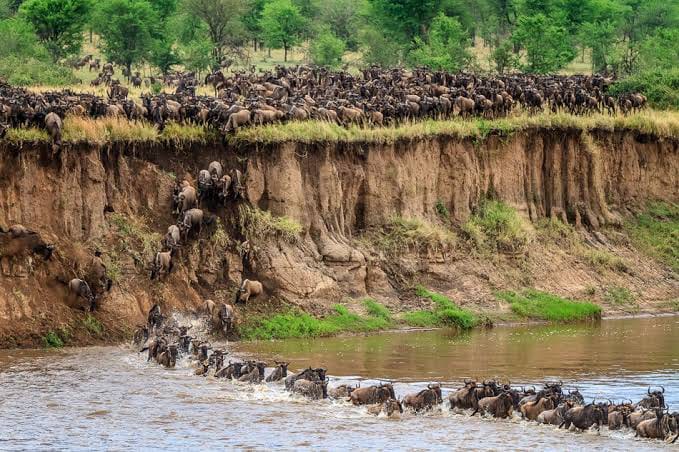 The Mara River Crossings: Nature's Most Dramatic Wildlife Event