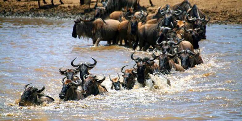 Predators of the Great Migration: Africa's Greatest Wildlife Drama