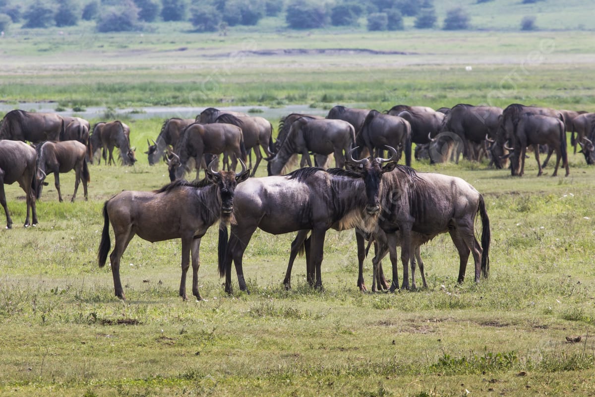 The Great Wildebeest Migration: Nature's Greatest Wildlife Spectacle