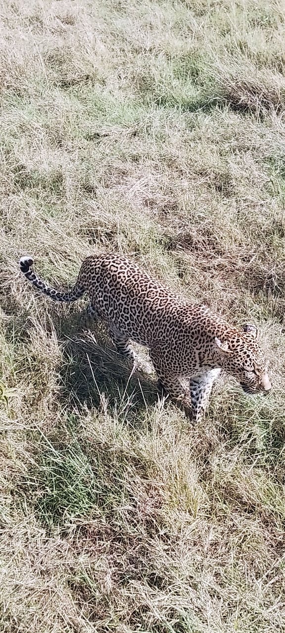 Adumu jumping dance , Maasai Mara