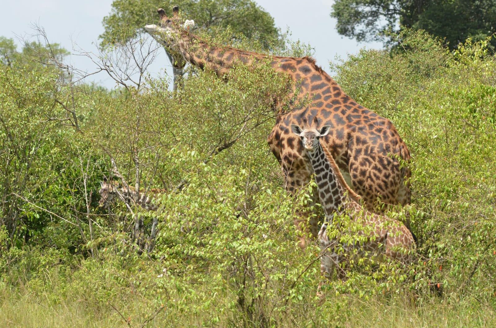 Crocodile basking , Mara River