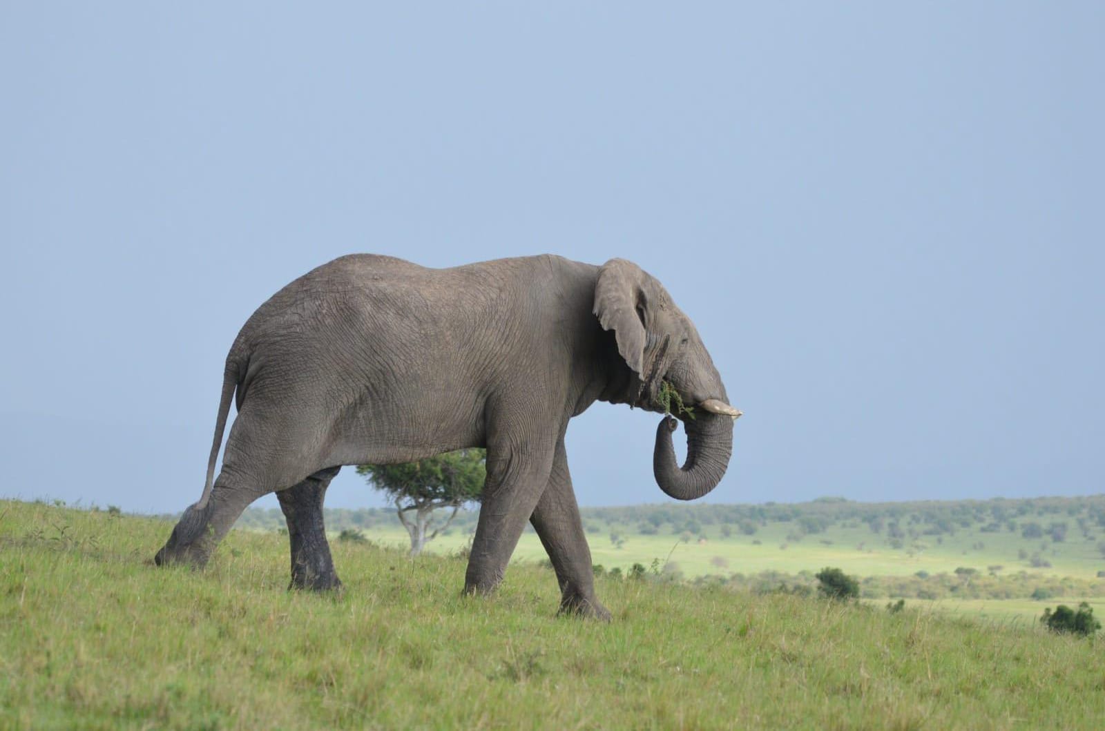 The Great Migration: A Month-by-Month Guide for 2025