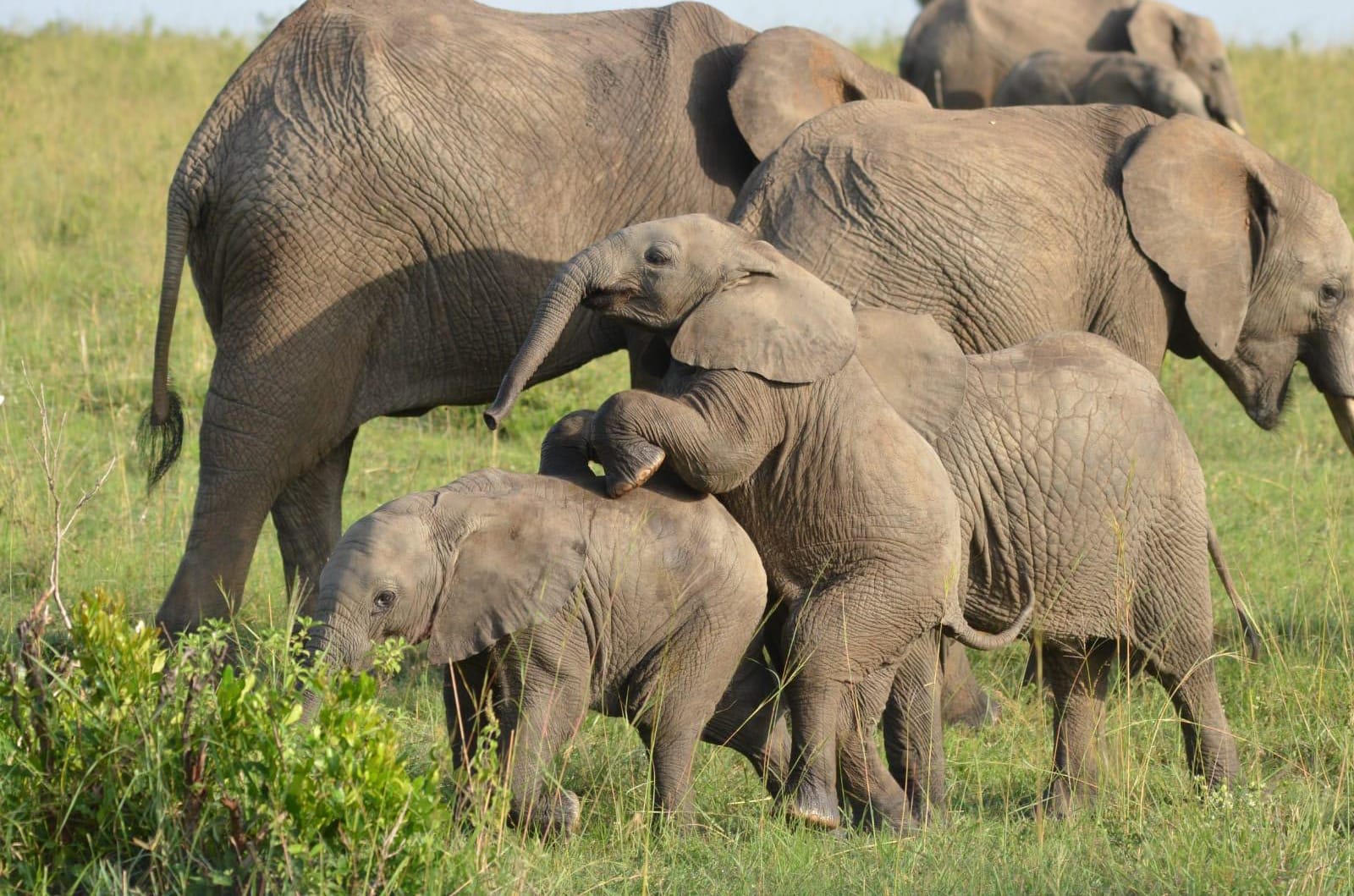 Amboseli vs Maasai Mara: Which Park Should You Visit First?